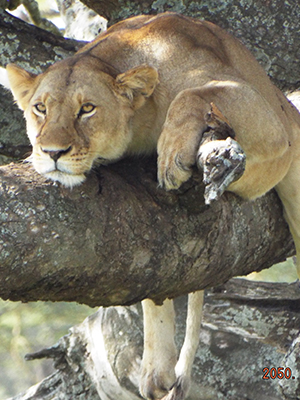 lioness in tree